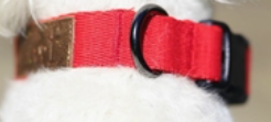 Durable Dog Collar | 40-Stitch Polyester Webbing | 5 Colors | Adjustable Fit Pet&Paw