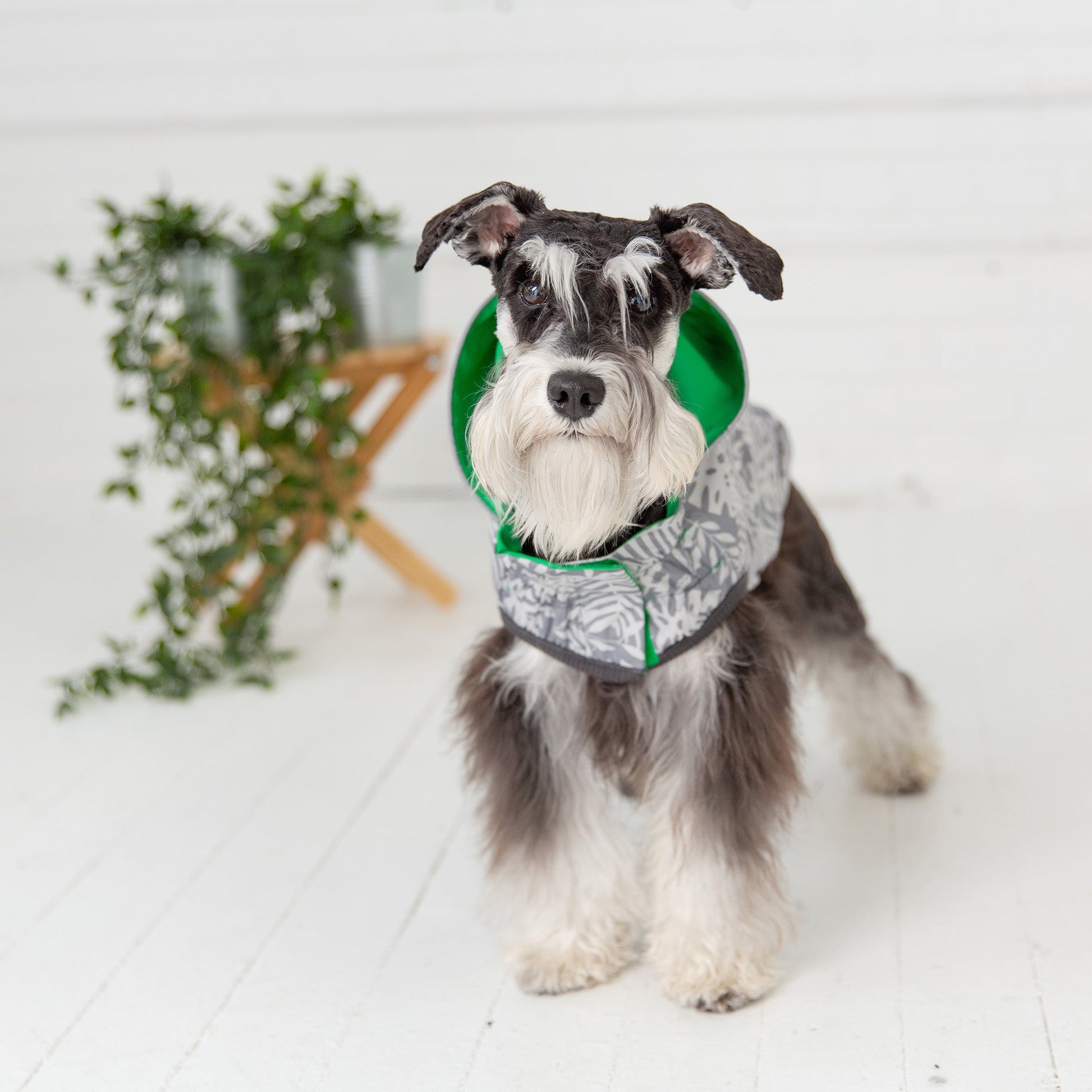 Eco-Green Reversible Dog Raincoat - Go Bold, Stay Dry Pet&Paw