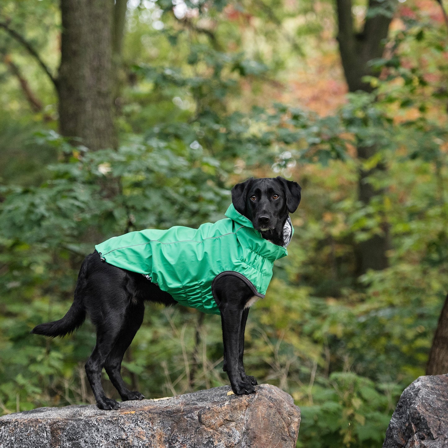 Eco-Green Reversible Dog Raincoat - Go Bold, Stay Dry Pet&Paw