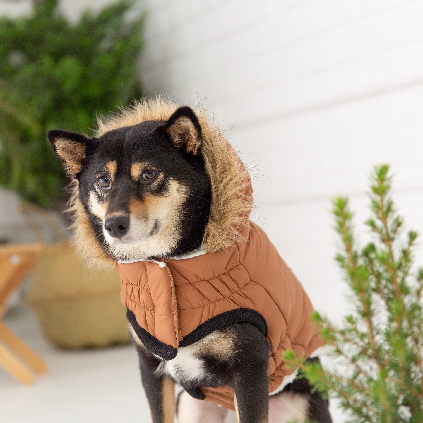 Luxury Sherpa-Lined Dog Parka Pet coat - Warmth Meets Style Pet&Paw