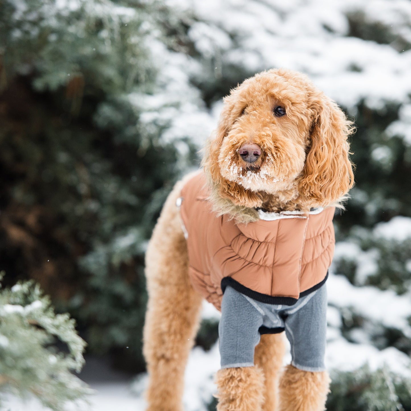 Luxury Sherpa-Lined Dog Parka Pet coat - Warmth Meets Style Pet&Paw