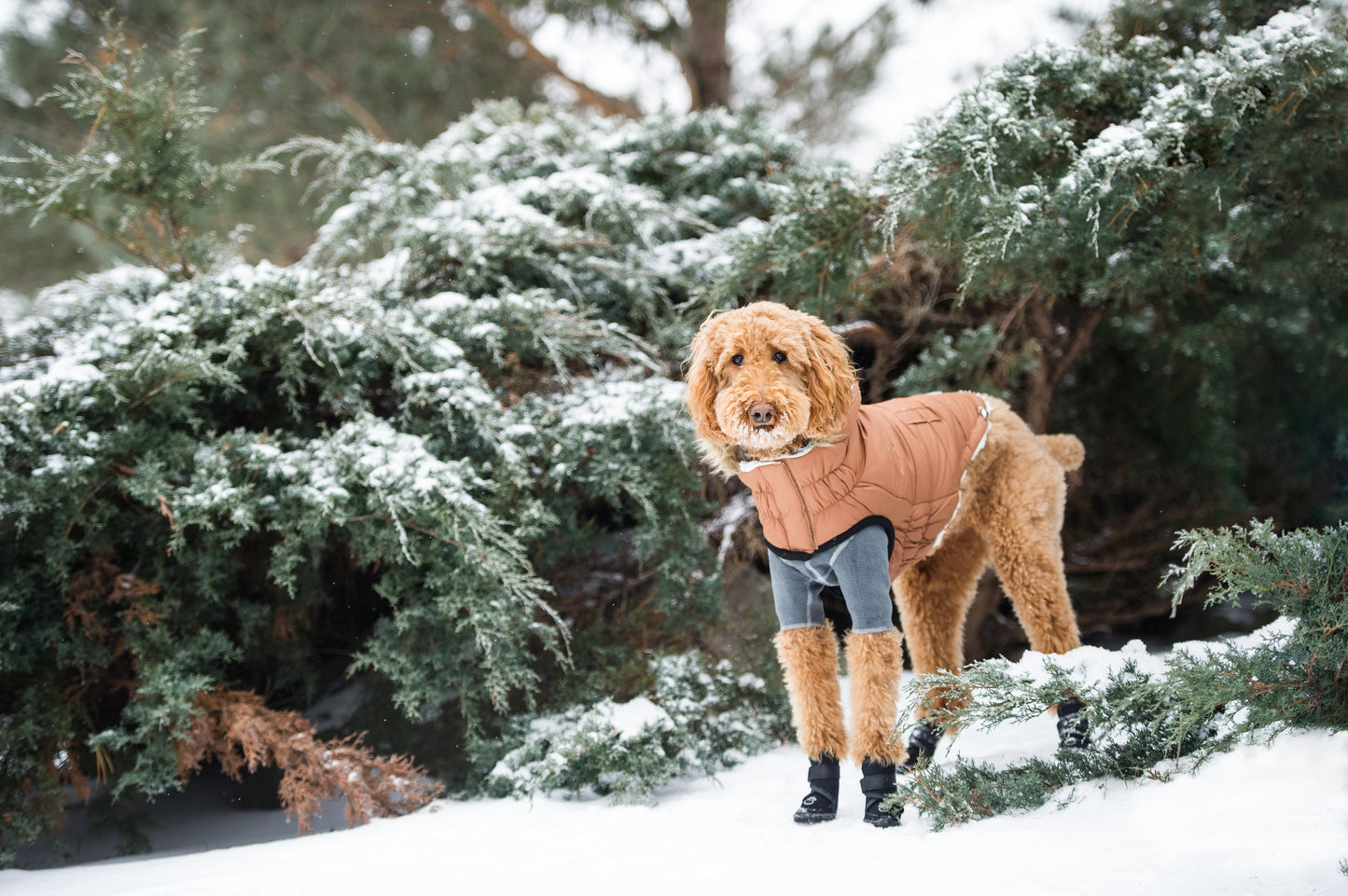 Luxury Sherpa-Lined Dog Parka Pet coat - Warmth Meets Style Pet&Paw