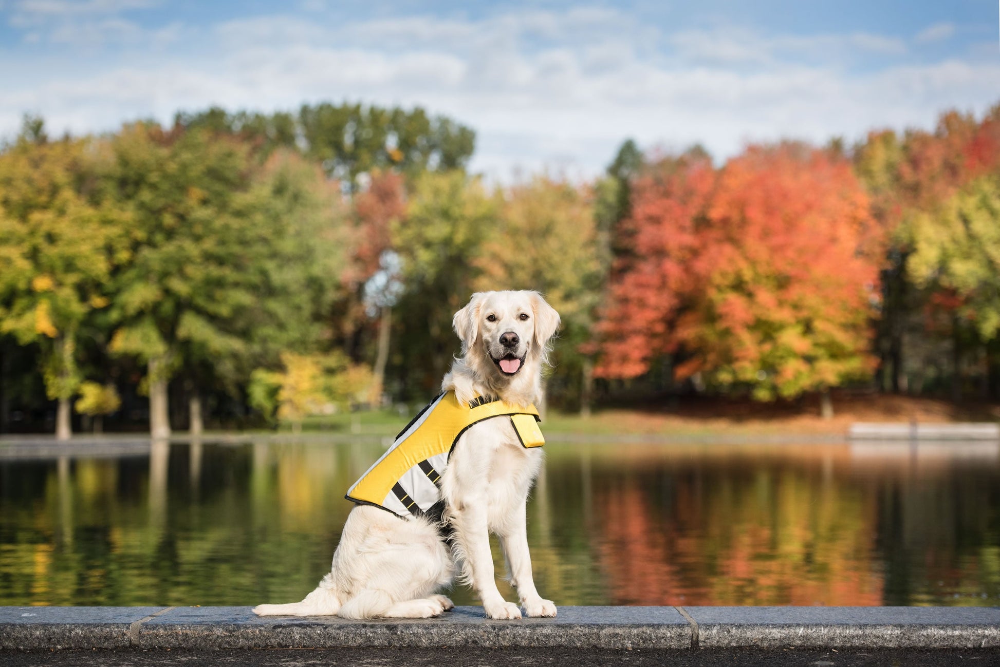 Premium Dog Life Jacket | Professional-Grade Water Safety Vest Pet&Paw