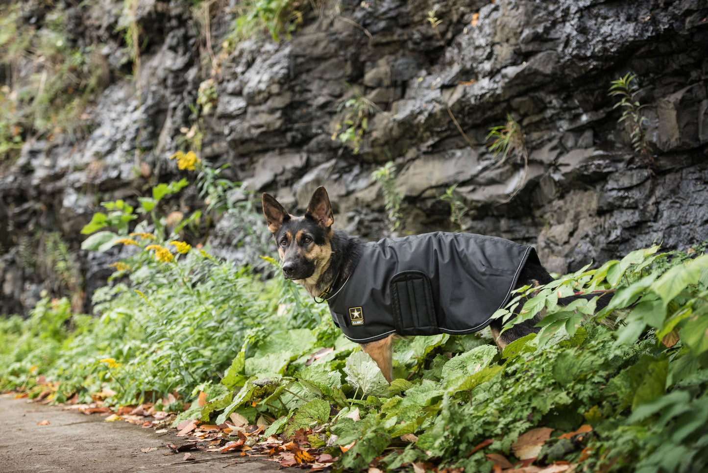 Official U.S. Army Dog Jacket | Military-Grade Protection Pet&Paw